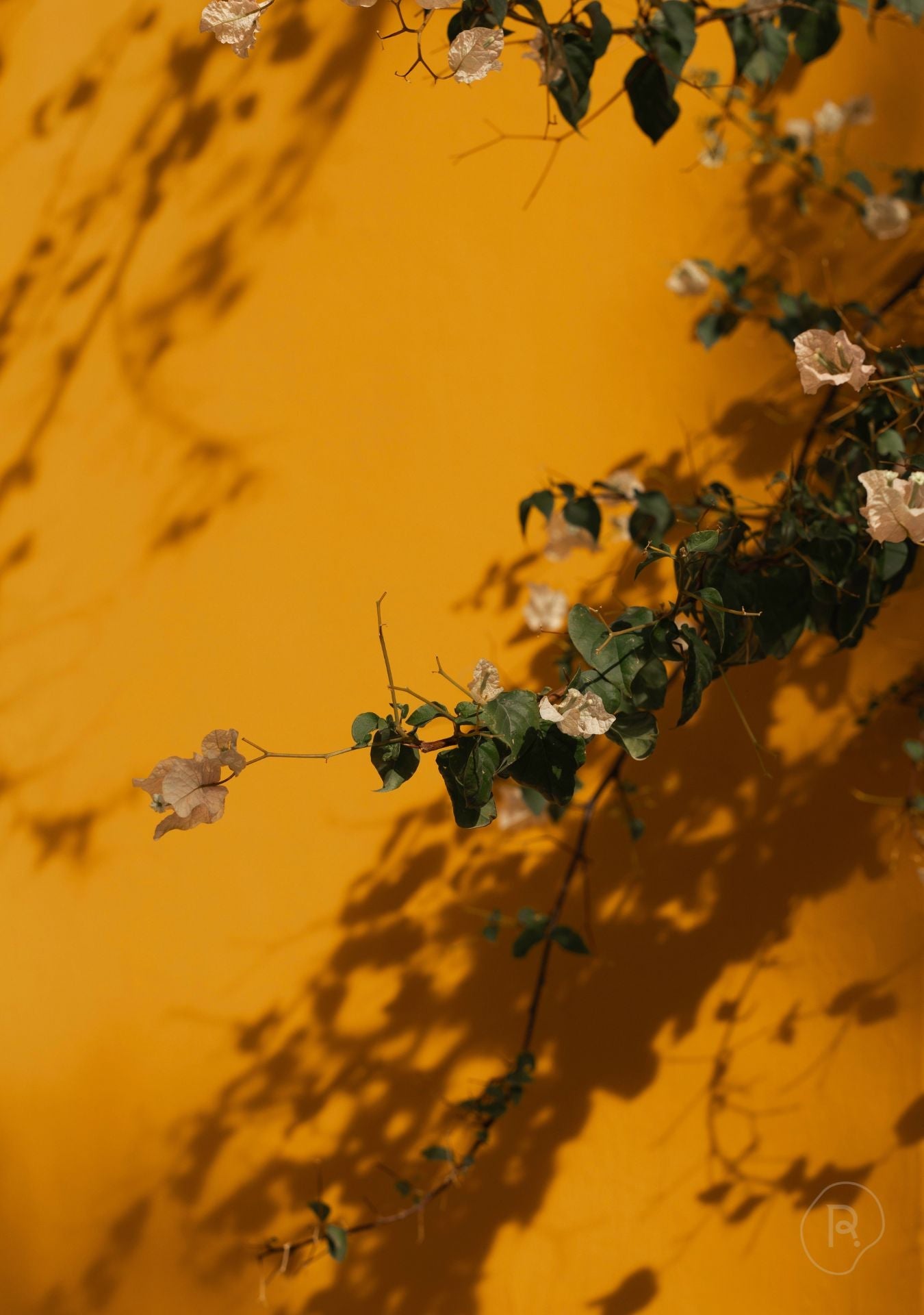 Amber Bloom Pure Reflection