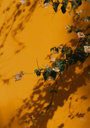 Amber Bloom Pure Reflection